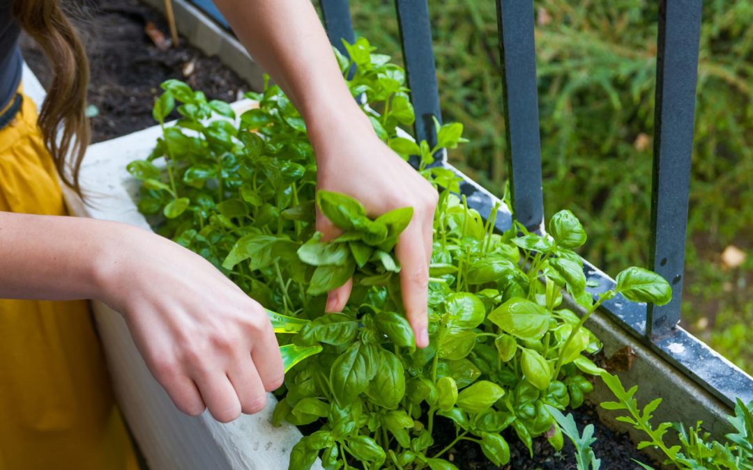 Passo a passo: como ter uma horta orgânica doméstica