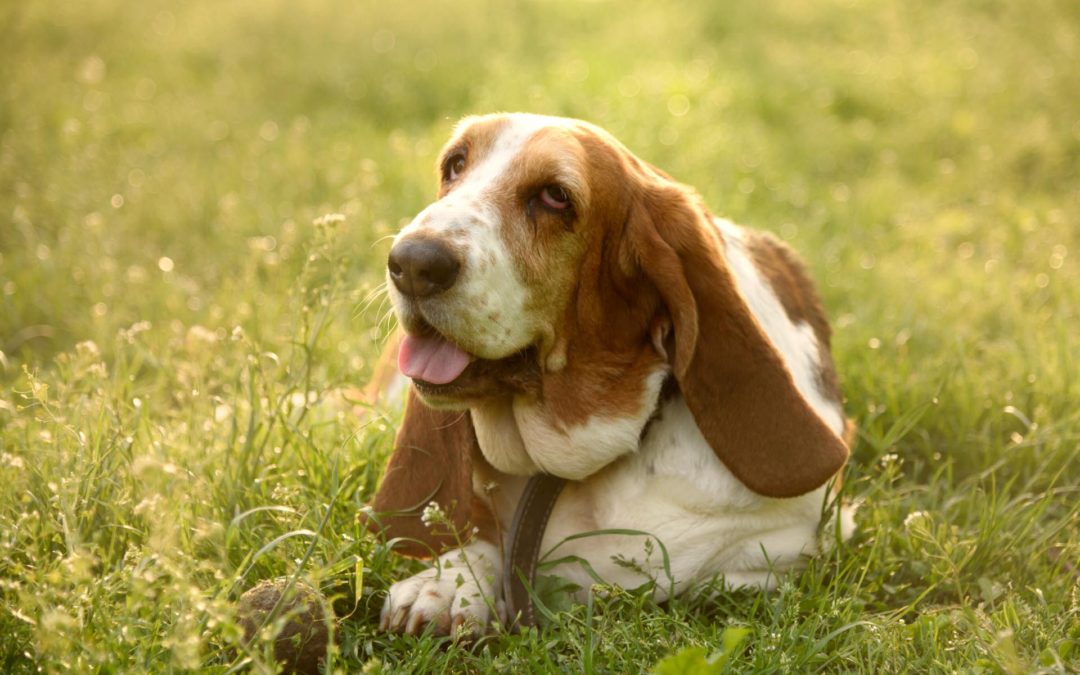 Atenção: cuidados que deve ter com pets e plantas